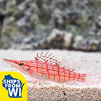 Longnose Hawkfish 