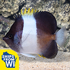 Zoster Butterflyfish