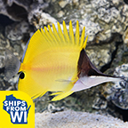 Yellow Longnose Butterflyfish