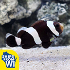 Black Saddleback Clownfish