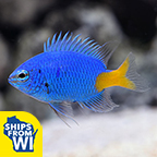 Yellowtail Damselfish Groups of 3 and 6