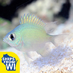 Ternate Damselfish