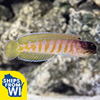 Jawfish, Black Cap