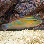 Rainbow Wrasse 