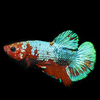 LIVE Bettas For Sale – KGTropicals