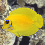 Fijian Mimic Lemon Peel Tang