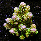 Popular Value Packs, Corals 