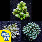 Bright Color Fiji Acropora Pack