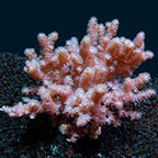 Cauliflower Colt Coral