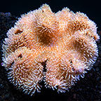 Toadstool Mushroom Leather Coral, Yellow & White (Maricultured) Toadstool Mushroom Leather Coral, Yellow & White (Maricultured)
