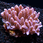 Young Blushing Finger Leather Coral 