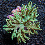 Green Spaghetti Finger Leather Coral