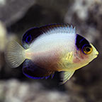 Multicolor Angelfish