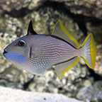 Blue Throat Triggerfish 