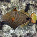 Undulate Triggerfish 