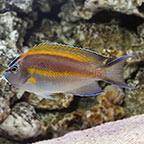 Bellus Angelfish