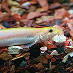 Gold Dojo Loach