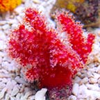 Chili Coral