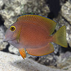 Squaretail Bristletooth Tang