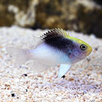 Black Cap Damselfish