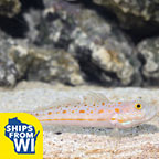 Diamond Watchman Goby