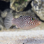 Spotted Puffer