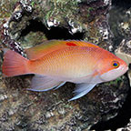 Stocky Anthias