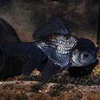 Blue Oranda Goldfish