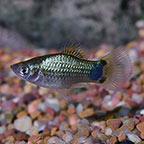 Blue Platy