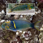 Goldbar Wrasse