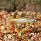 Gold Longfin Danio