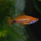 Marigold Mickey Mouse Swordtail