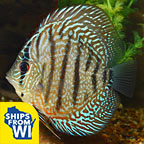 Checkerboard Discus