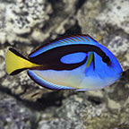 Yellow Belly Regal Blue Tang