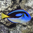 Yellow Belly Regal Blue Tang