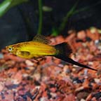 Marigold Wag Swordtail Group