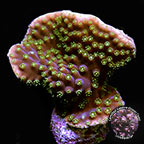 LiveAquaria® CCGC Aquacultured Yellow Polyp Turbinaria Coral LiveAquaria® CCGC Aquacultured Yellow Polyp Turbinaria Coral