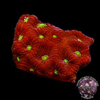 LiveAquaria® CCGC Aquacultured Red & Green War Coral