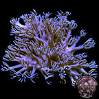 LiveAquaria® CCGC Aquacultured Asterospicularia Coral