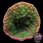 LiveAquaria® CCGC Aquacultured Flowering Australian Turbinaria Coral