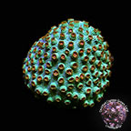 LiveAquaria® CCGC Aquacultured Meteor Shower Cyphastrea Coral LiveAquaria® CCGC Aquacultured Meteor Shower Cyphastrea Coral