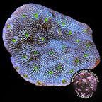 Green Eyed Blue Monster Echinopora Coral - Aquacultured 