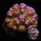 Pink Peony Pocillopora - Aquacultured