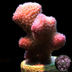 Rose Stylophora Coral - Aquacultured