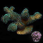Butternut Stylophora Coral, Aquacultured