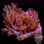 Glove Polyp Coral - Aquacultured