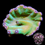 LiveAquaria® CCGC Aquacultured Long Polyp Turbinaria Coral