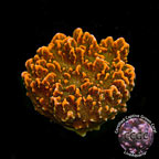LiveAquaria® CCGC Aquacultured Marigold Montipora Coral