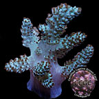 LiveAquaria® CCGC Aquacultured Neon Pineapple Tree Coral