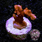 LiveAquaria® CCGC Aquacultured Mandarin Setosa Coral